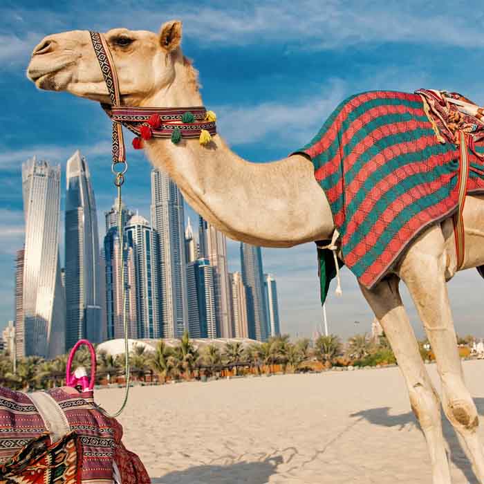 dubai buggy ride in red dunes