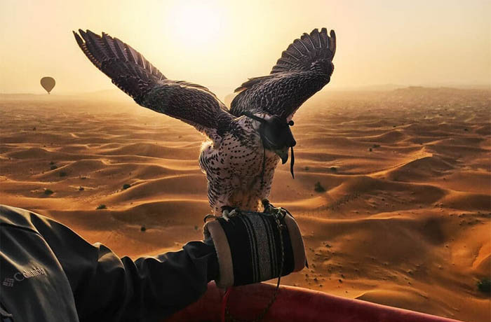 falcon desert show in dubai